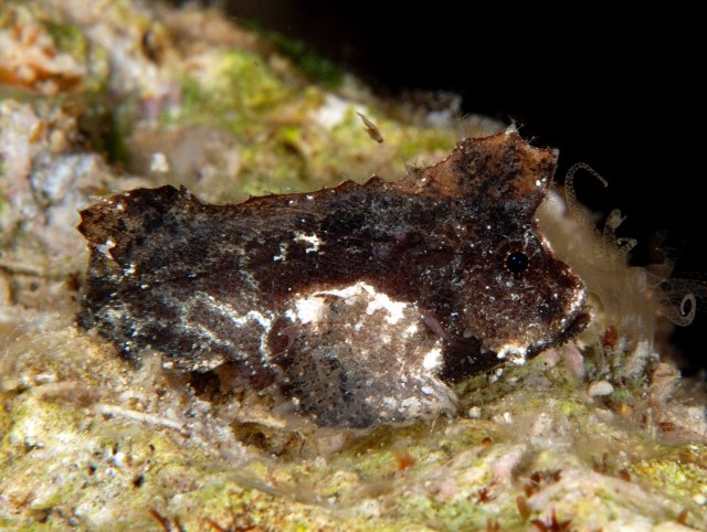 Paraploactis intonsa (Pesce velluto fantasma)